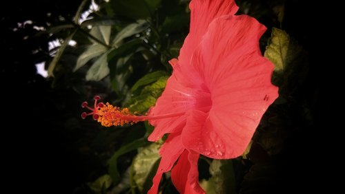 hibiscus  flower  bloom