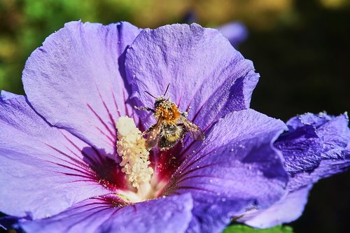 hibiscus  hummel  pollen
