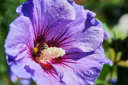 hibiscus  hummel  pollen
