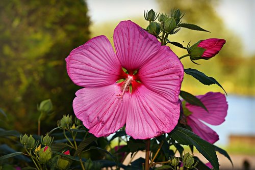 hibiscus  pink flower  plant
