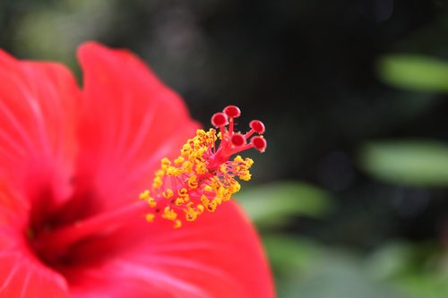 hibiscus  flower  pistil