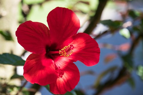 hibiscus  flower  plant