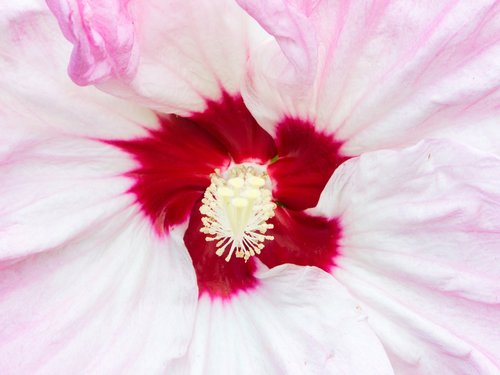 hibiscus  close  flower
