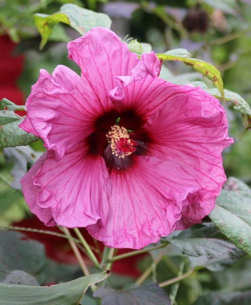 hibiscus plant flower