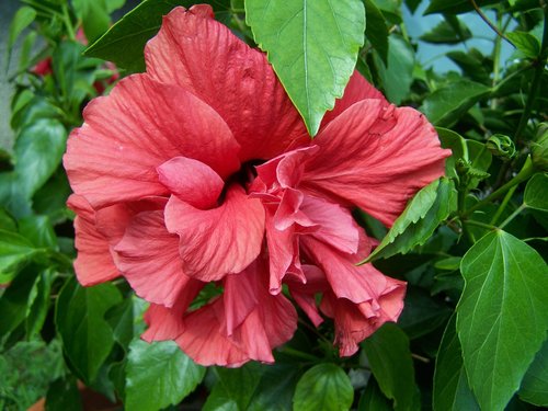 hibiscus  hollyhock  exotic