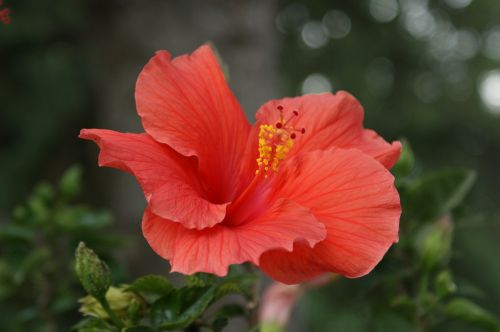 hibiscus flower coral