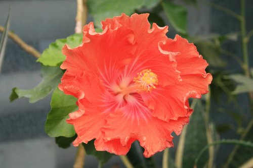 hibiscus  red  flower