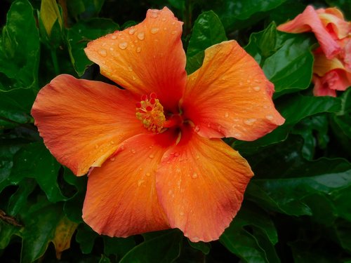 hibiscus  orange  nature