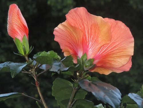 hibiscus blossom bloom