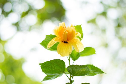 hibiscus  flower  yellow