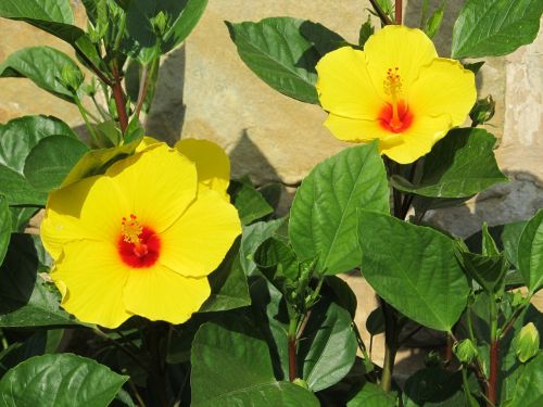 hibiscus yellow big flowers