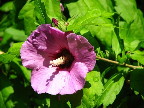 hibiscus mallow purple