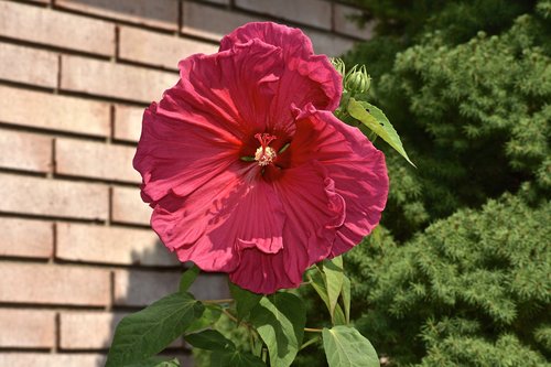 hibiscus  pink  red