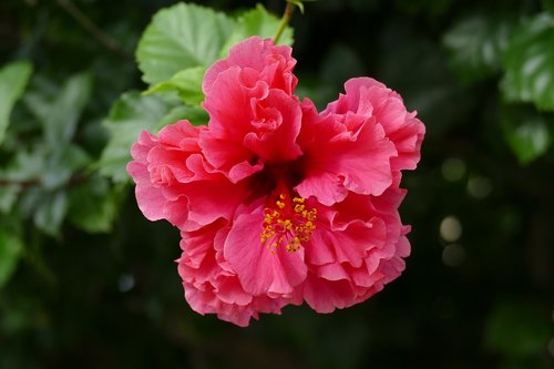 hibiscus  flower  plant