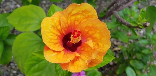 hibiscus  natural  flower