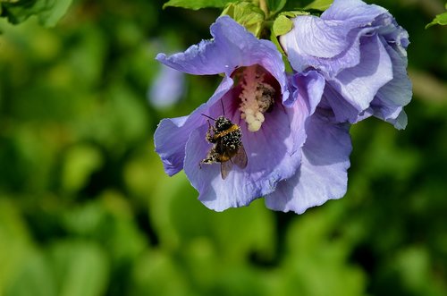 hibiscus  garden  hummel