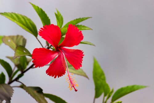 hibiscus  flower  tropical