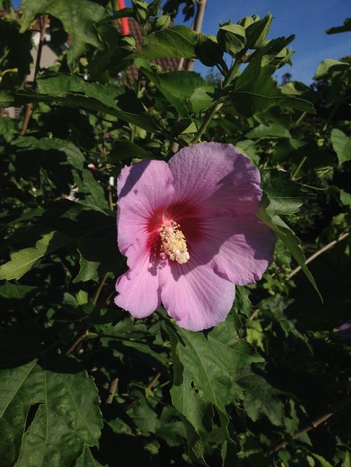 hibiscus flower violet