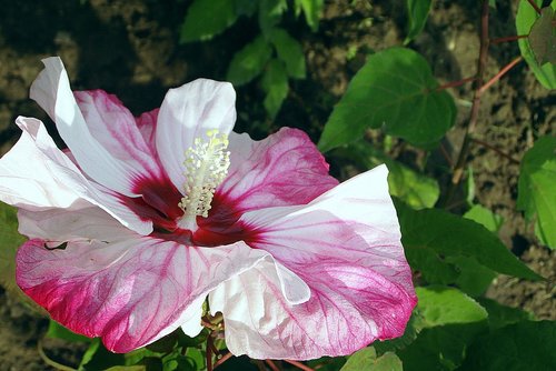 hibiscus  flower  colored