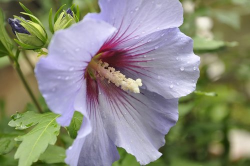 hibiscus  flower  flowers