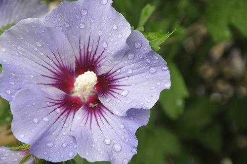 hibiscus  purple  flower