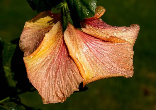hibiscus  flower  rain