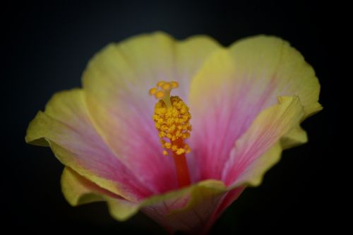 hibiscus flower blossom