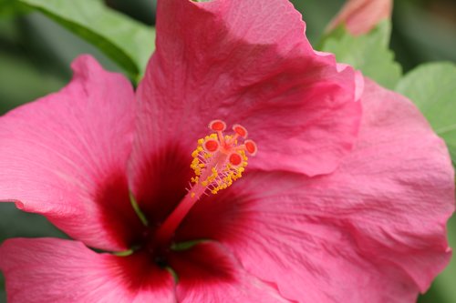 hibiscus  stamens  pestle