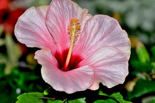 hibiscus  flower  blossom