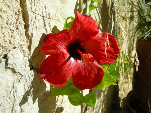 hibiscus blossom bloom