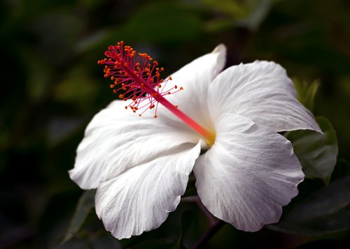 hibiscus  hawaii  tropical