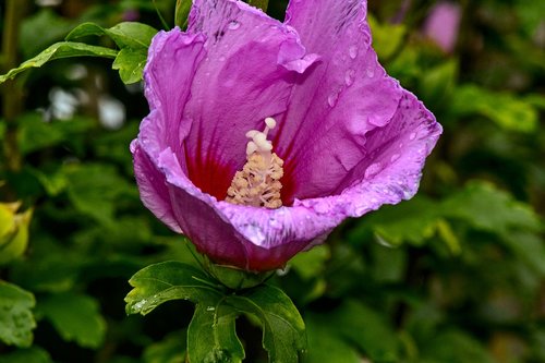 hibiscus  flower  blossom