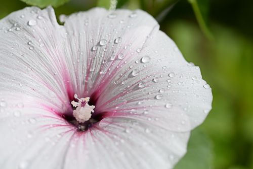 hibiscus flower white