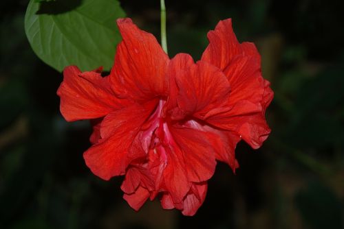 hibiscus flower red