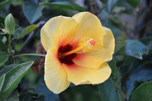 hibiscus  hawaiian flowers  floral