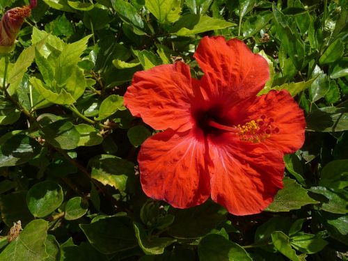 hibiscus blossom bloom