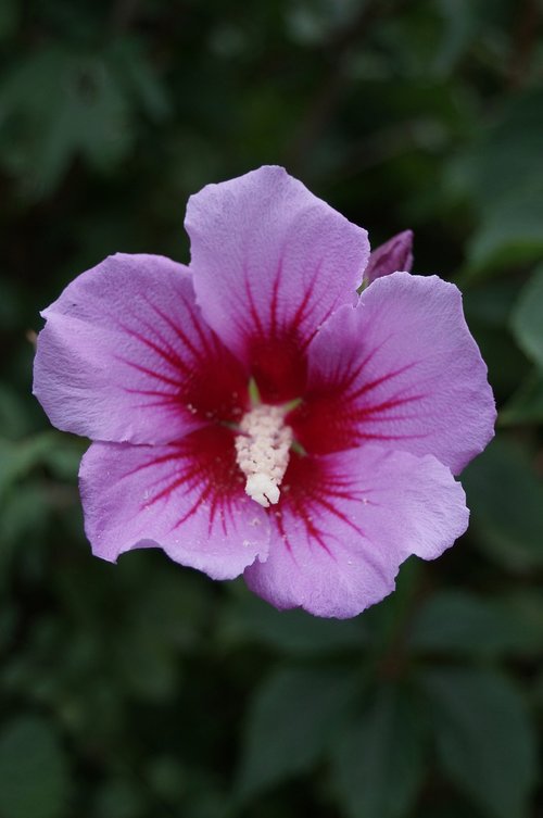 hibiscus  flower  floral