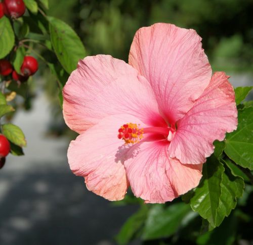 hibiscus flower floral