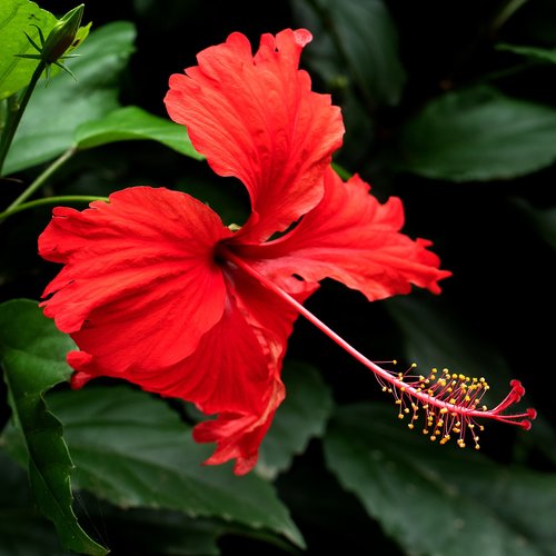 hibiscus  plant  red