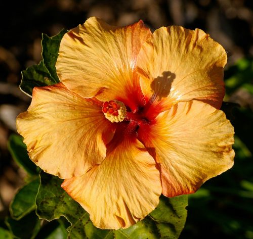 hibiscus flower orange