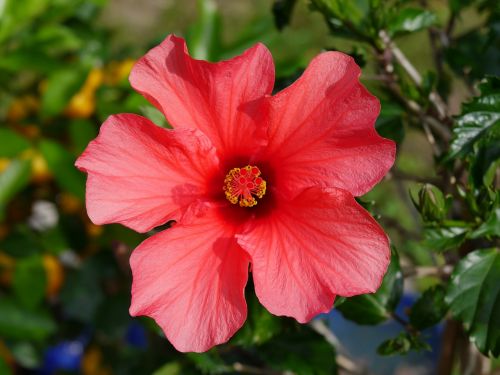 hibiscus flower blossom