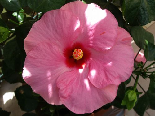 hibiscus pink flower flower