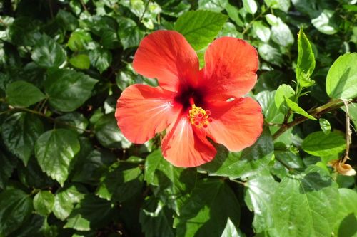 hibiscus flower nature