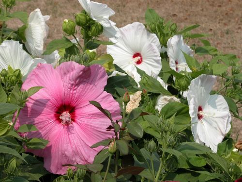 hibiscus flowers pink