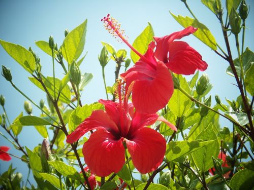 hibiscus flower red