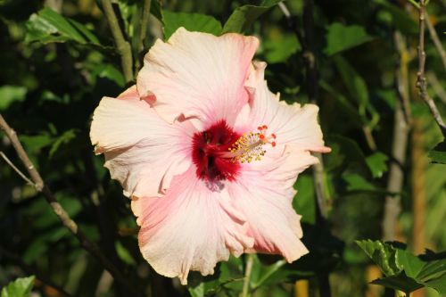 hibiscus flower nature