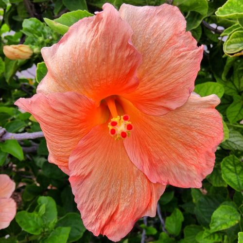 hibiscus flower coral