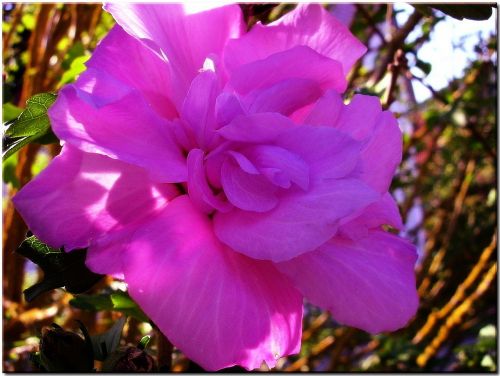 hibiscus blossom bloom