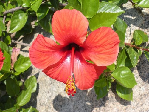 hibiscus flower red