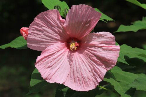 hibiscus pink swamp hibiscus